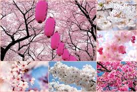 Nhật Bản: TOKYO – YAMANASHI – SHIZUOKA – KANAGAWA